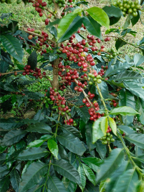 Blend Las Moras Natural