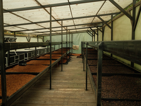 Angie & Oscar Hernandez - Typica Decaf 035